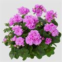 Afbeelding van Geranium Hang P12 Double Royal Violet